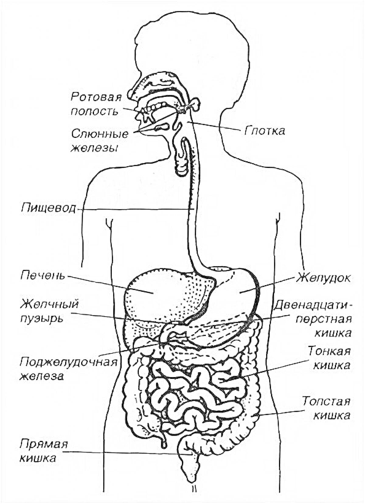 Пищеварительная система человека: ротовая полость, слюнные железы, глотка, пищевод, желудок, двенадцатиперстная кишка, тонкая кишка, толстая кишка, прямая кишка, печень, желчный пузырь, поджелудочная железа.