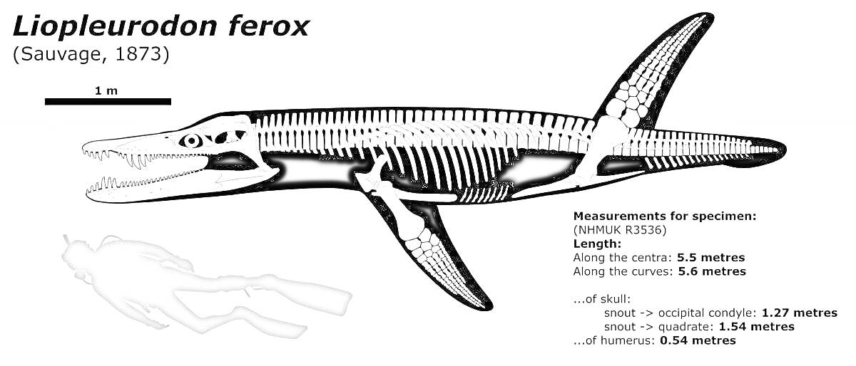 Раскраска Liopleurodon ferox с замерами длины, отмеченными частями тела и масштабным рисунком человека