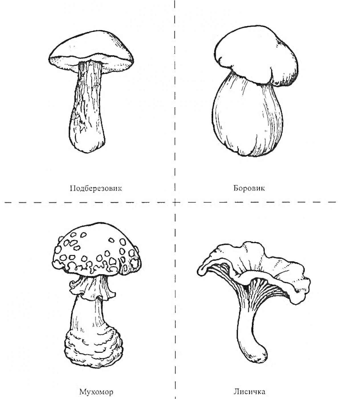 Раскраска Подберёзовик, Боровик, Мухомор, Лисичка
