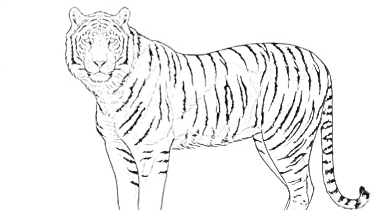 На раскраске изображено: Тигр, Амурский тигр, Животные, Дикая природа, Полосы, Большая кошка