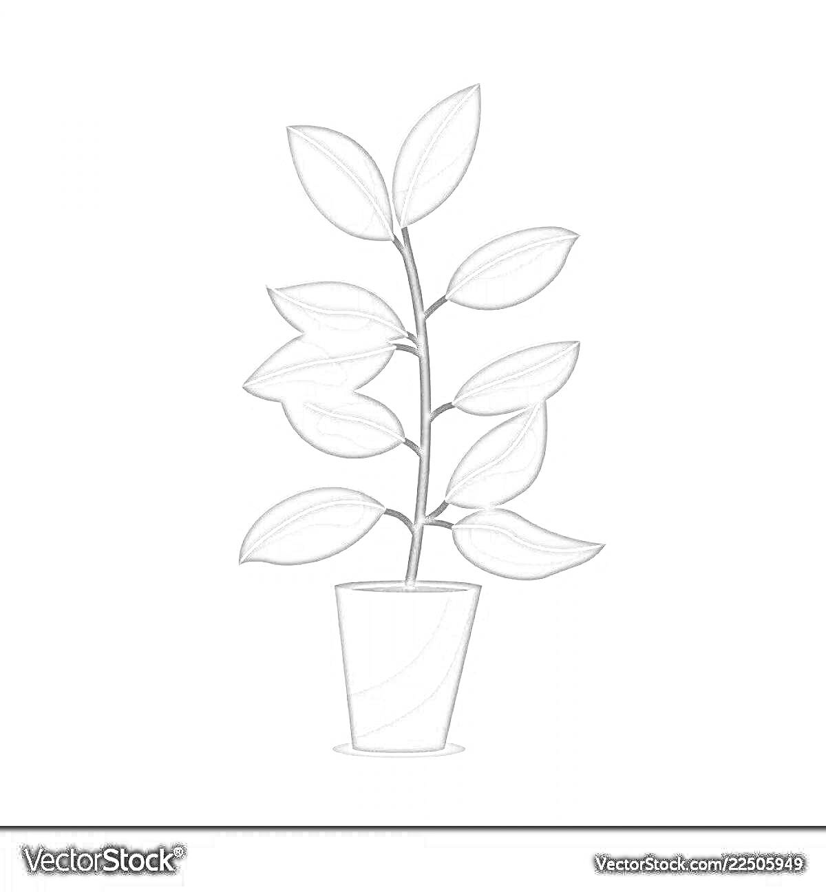 На раскраске изображено: Фикус, Листья, Растение в горшке, Зеленый, Садоводство, Природа, Комната