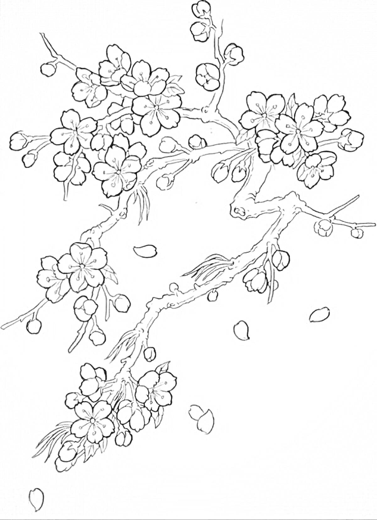 РаскраскаВетвь сакуры с цветками и падающими лепестками
