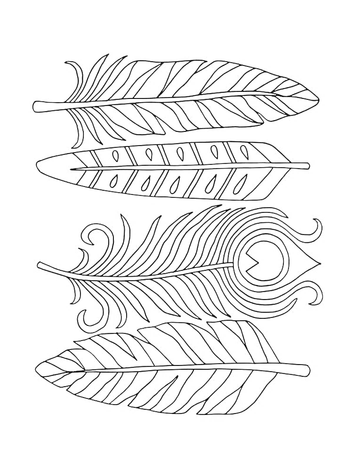 Раскраска Четыре пера жар-птицы с различными узорами