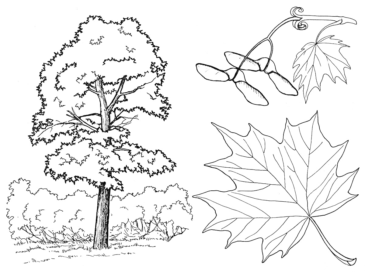 На раскраске изображено: Клен, Природа, Ботаника, Осень, Листья, Деревья