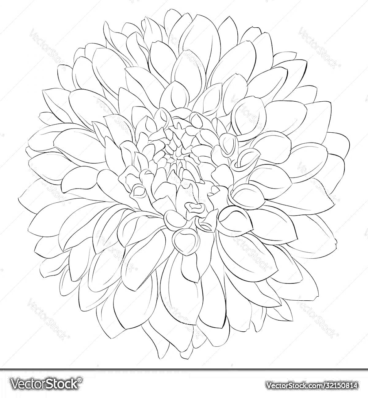 Раскраска Раскраска георгин, цветок с лепестками крупным планом