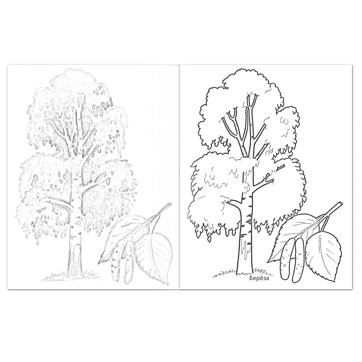 Раскраска Береза с листьями для раскрашивания