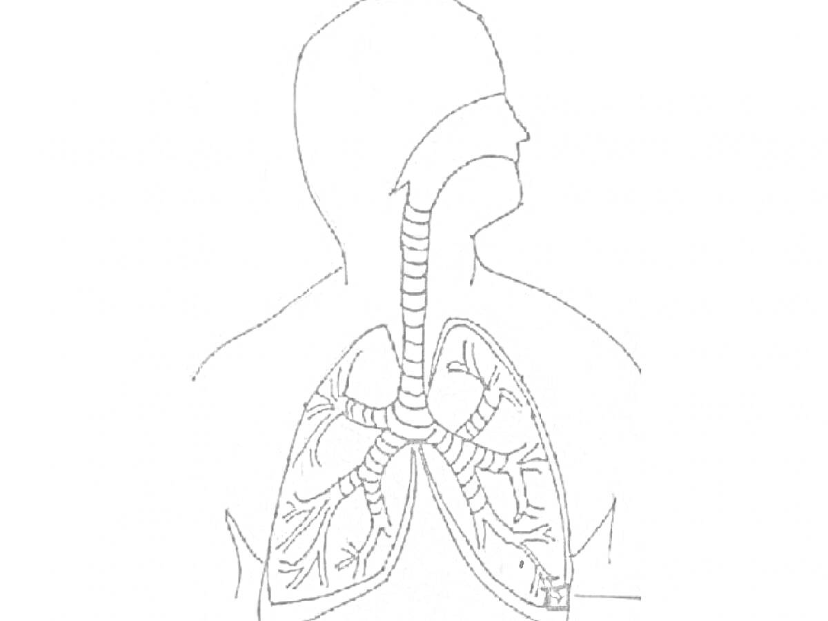 РаскраскаРаскраска с изображением легких человека: трахея, бронхи, левое и правое легкое.