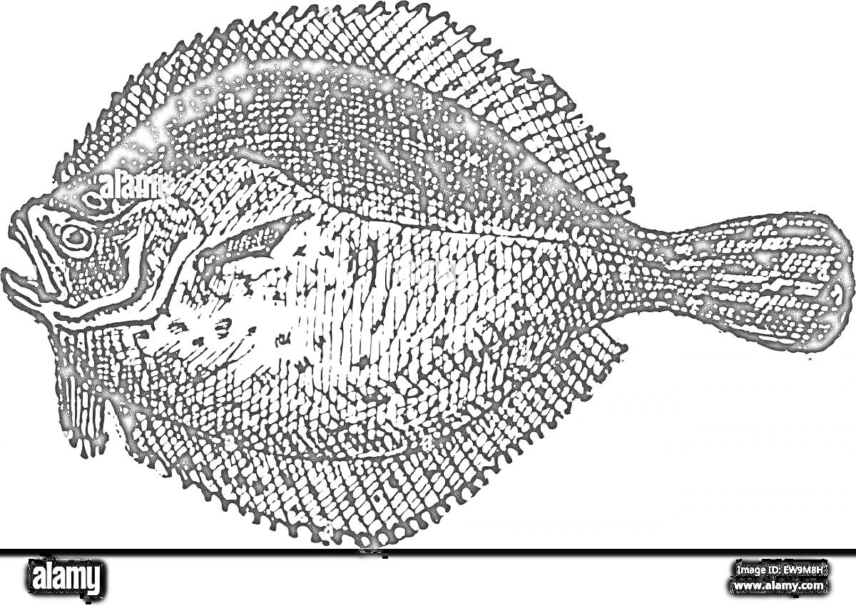 Раскраска Камбала, очертания рыбы, детализированная текстура, плавник, хвост