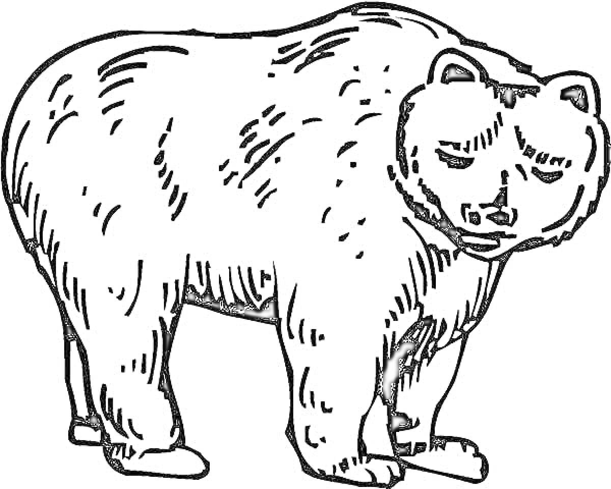 Раскраска Бурый медведь, стоящий на четырех лапах, вид cпереди