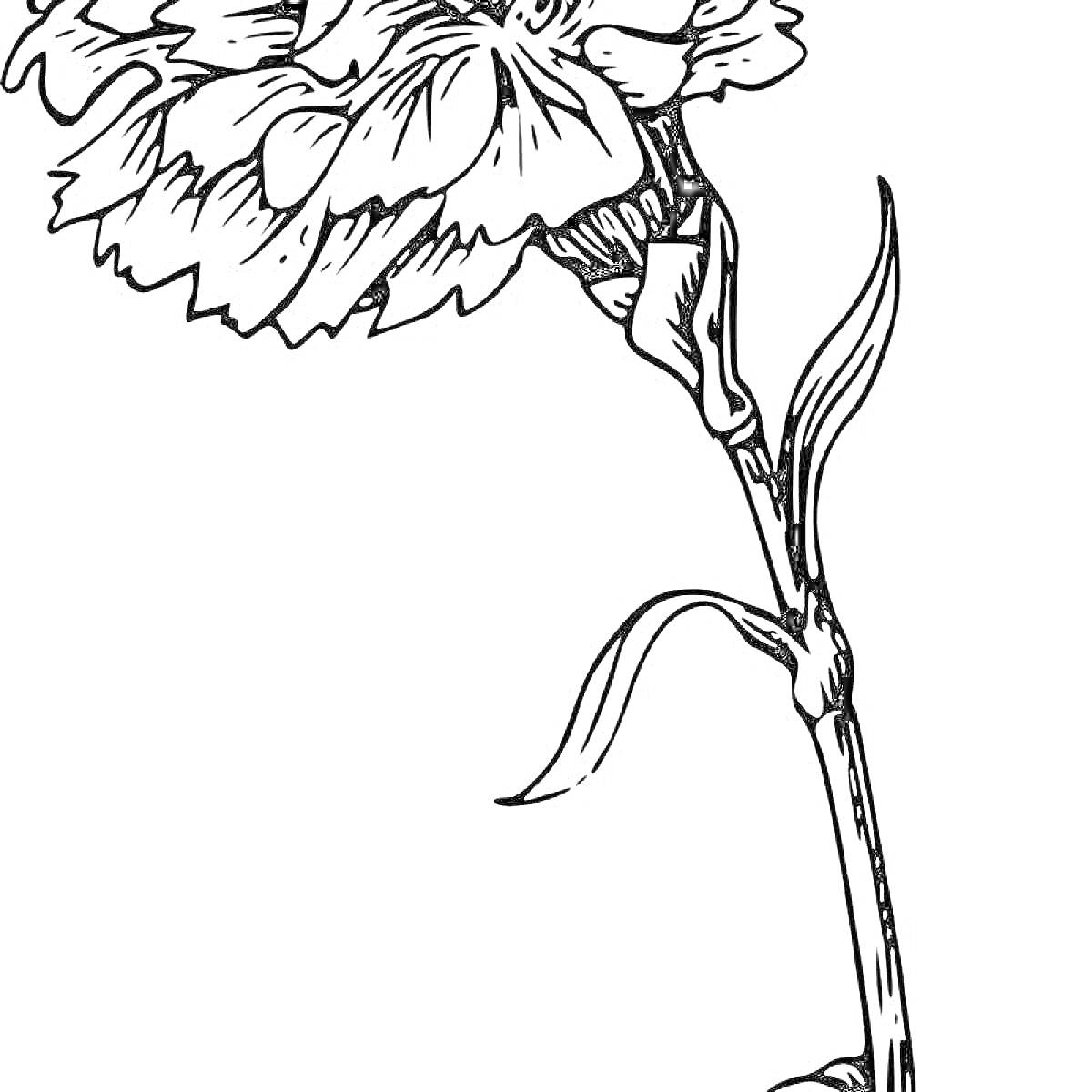 Раскраска Гвоздика с одним цветком и листьями