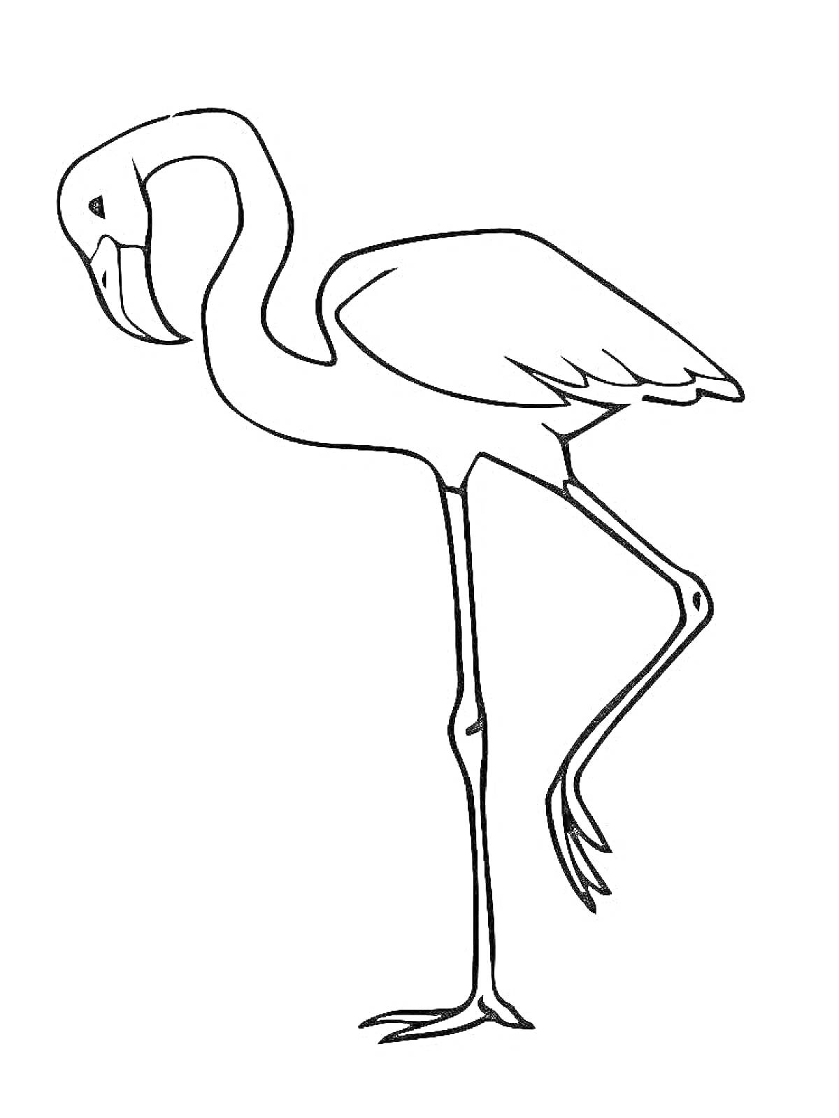 На раскраске изображено: Фламинго, Птица, Природа, Одна нога, Розовый фламинго