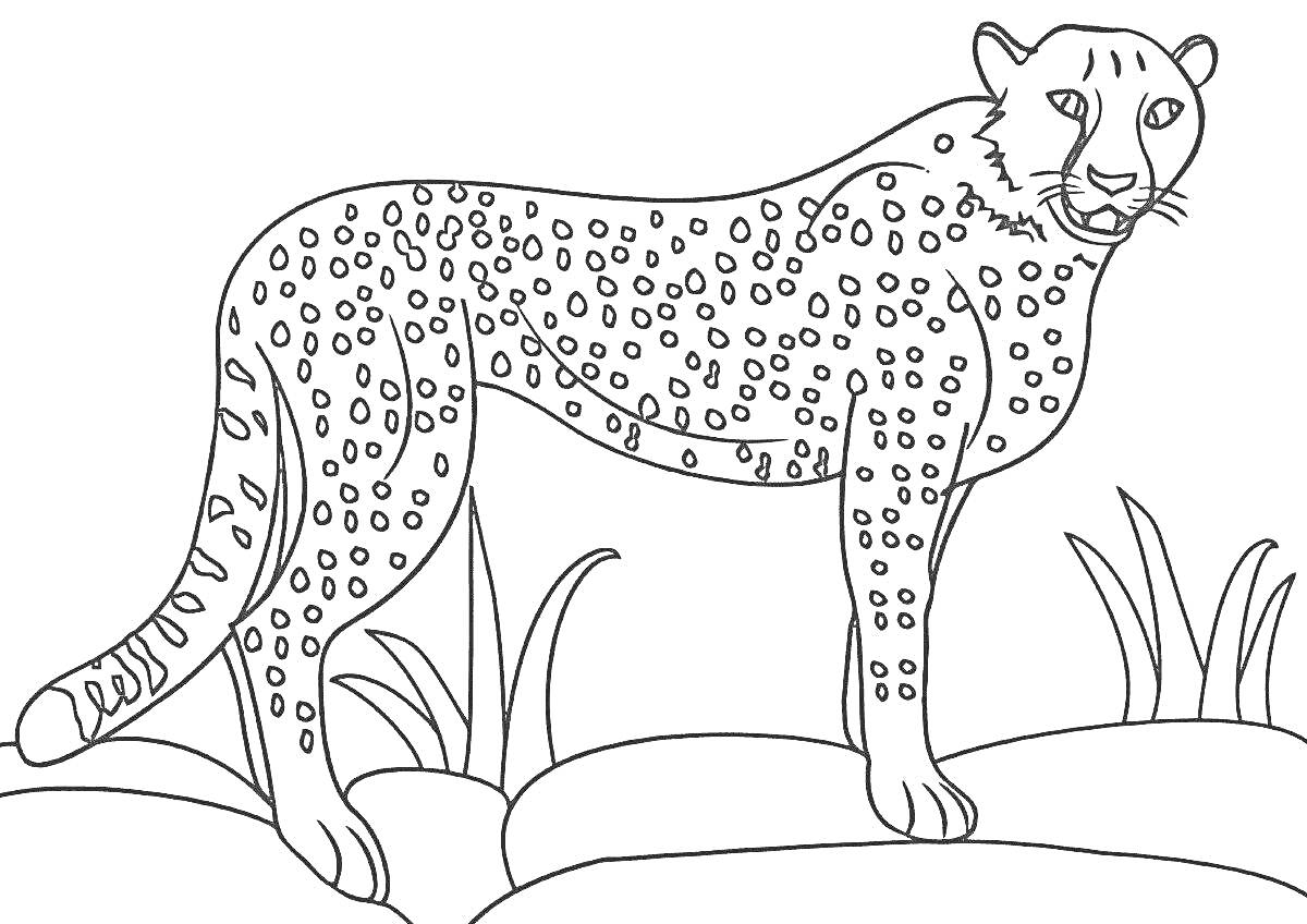 На раскраске изображено: Гепард, Трава, Природа, Пятнистая шкура, Дикая кошка