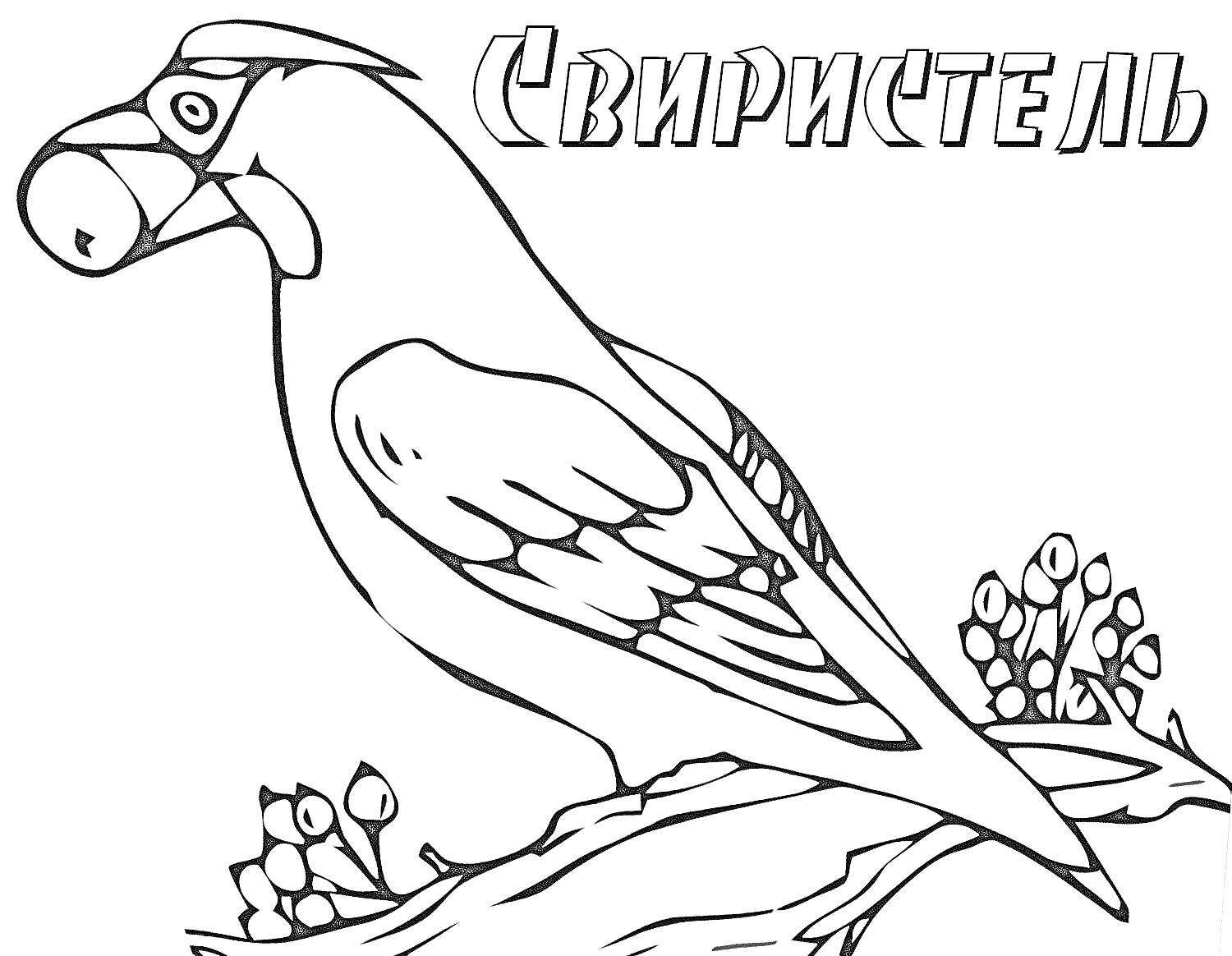 Раскраска Свиристель на ветке с ягодами (надпись 