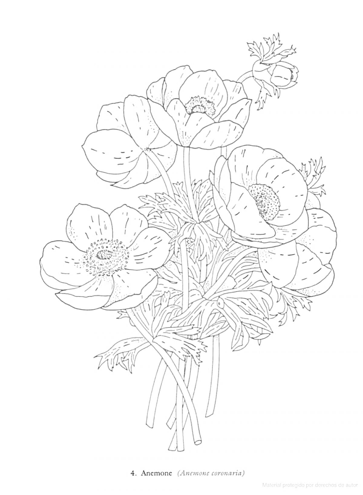 Раскраска Анемона (Anemone coronaria) с цветками и листьями