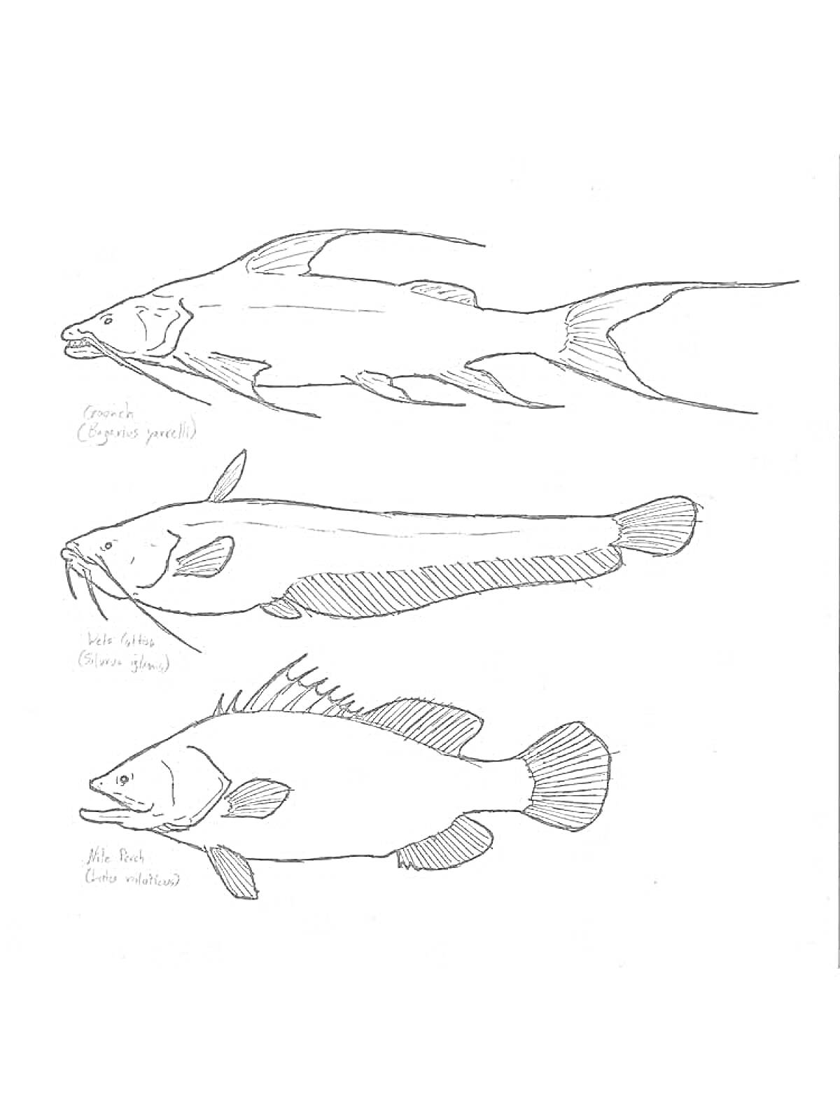 На раскраске изображено: Речные рыбы, Иллюстрация