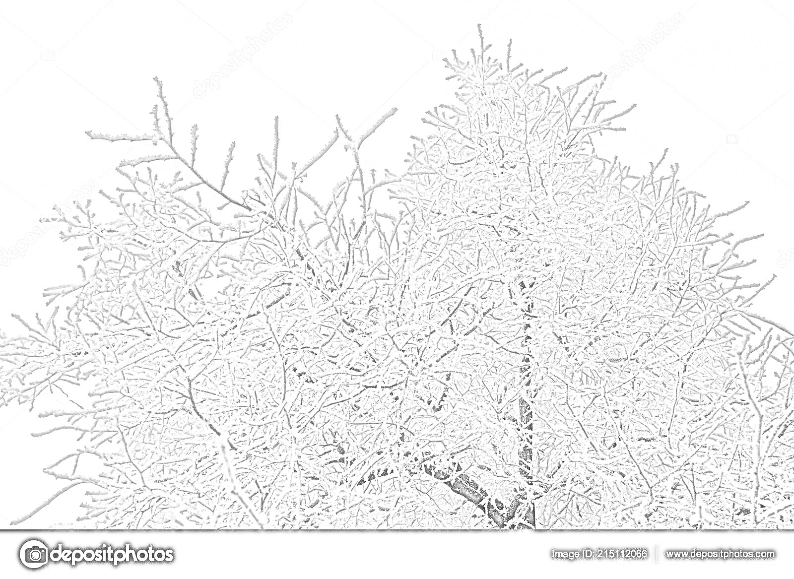 Раскраска Дерево, покрытое инеем, на фоне серого неба