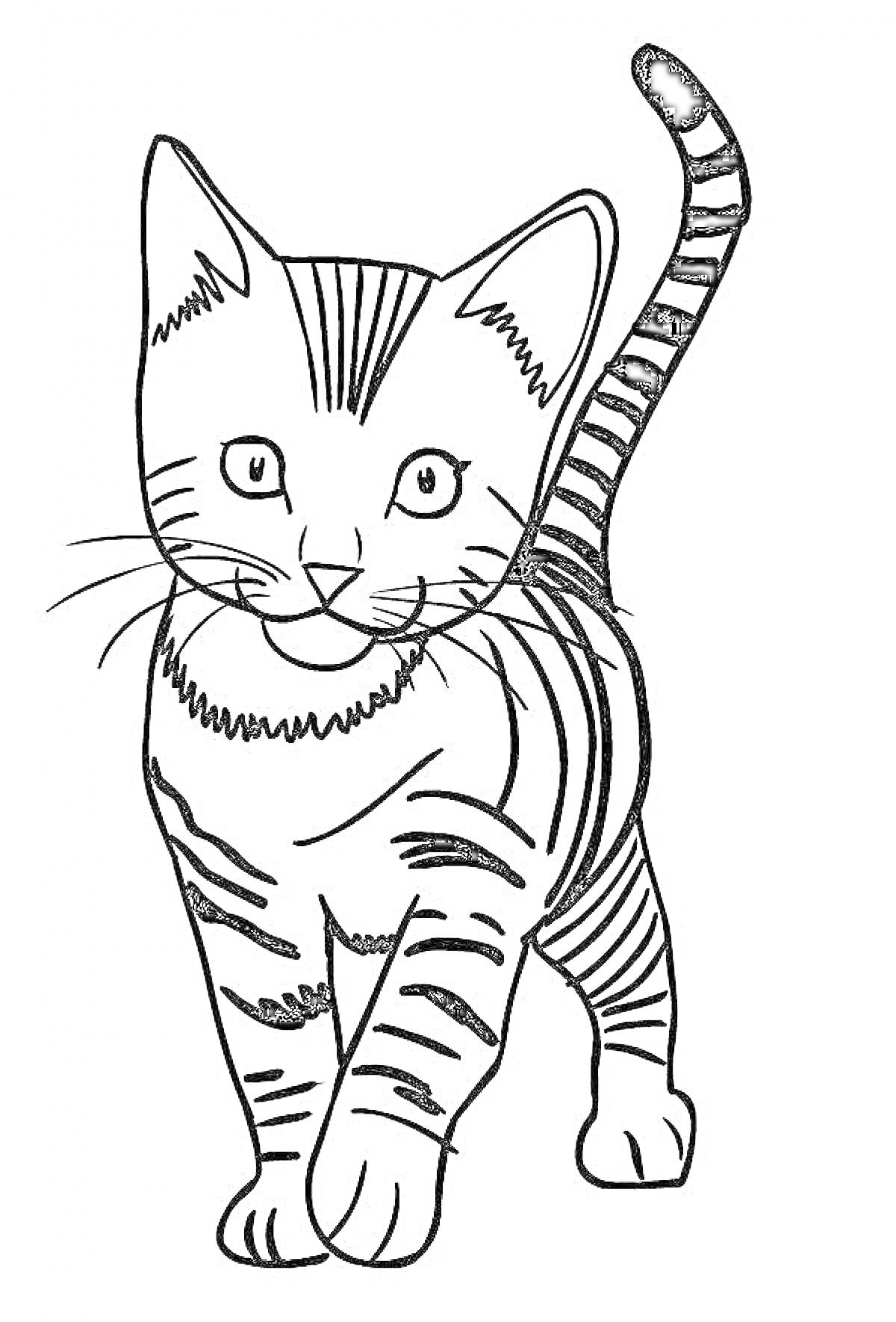 На раскраске изображено: Полосатый кот, Кот, Хвост вверх