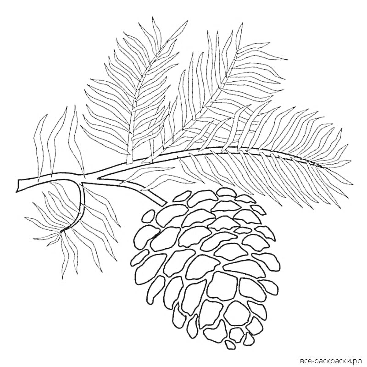 Раскраска Шишка на ветке с хвоей
