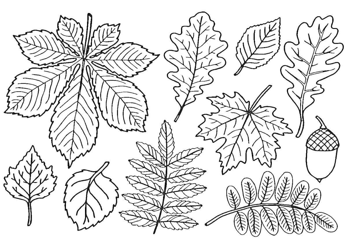 Раскраска листья каштана, дуба, клёна, берёзы, ветки с листьями и жёлудь