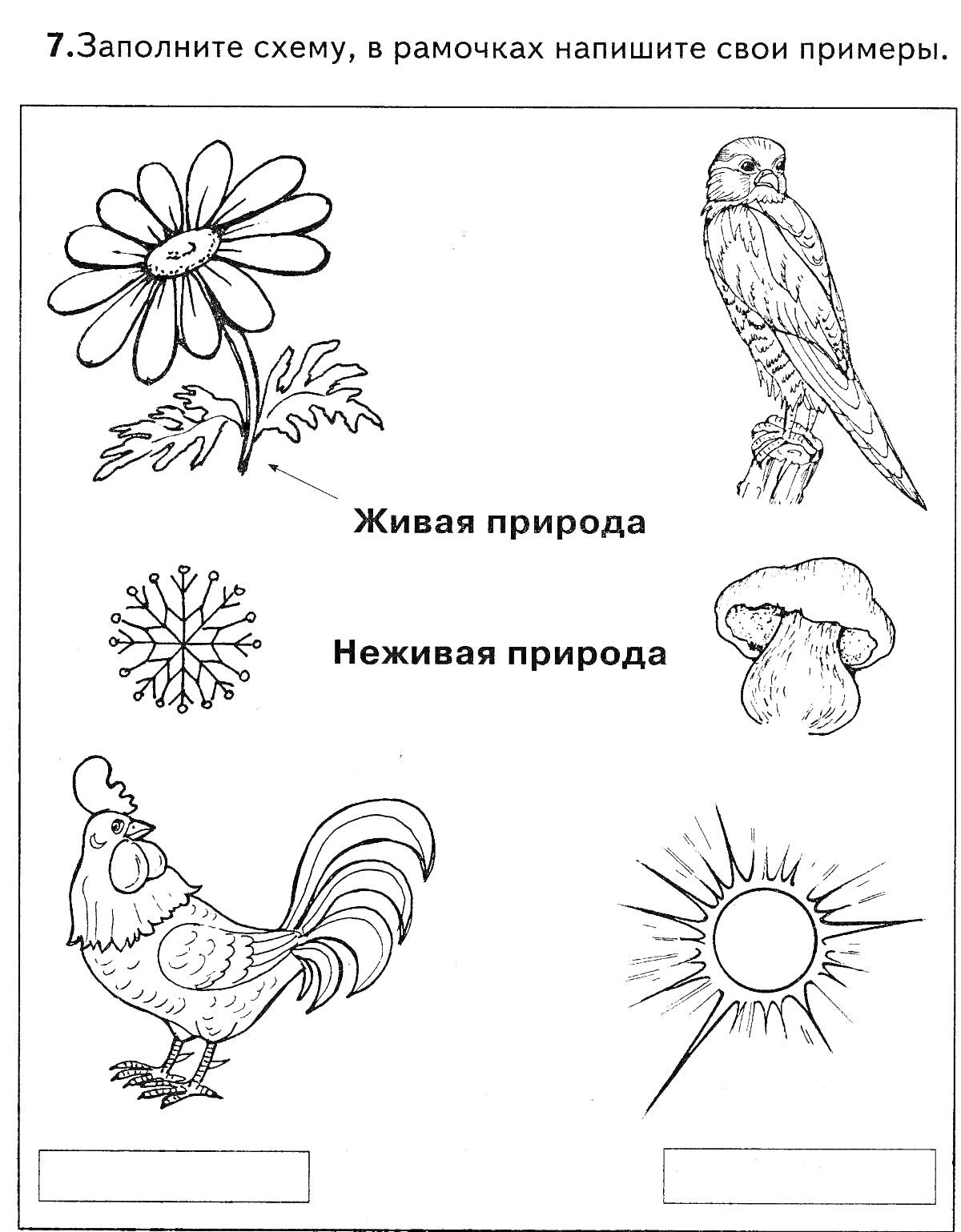 Раскраска Живая и неживая природа с цветком, птицей, деревом, грибом, петухом и солнцем