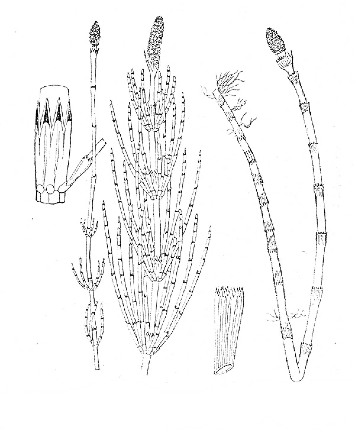 Раскраска Полевая хвощ (Equisetum arvense), иллюстрация с несколькими стадиями роста и элементами растения