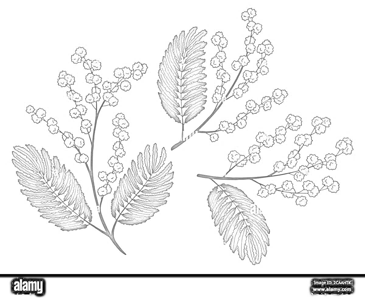 Раскраска Веточки мимозы с листьями