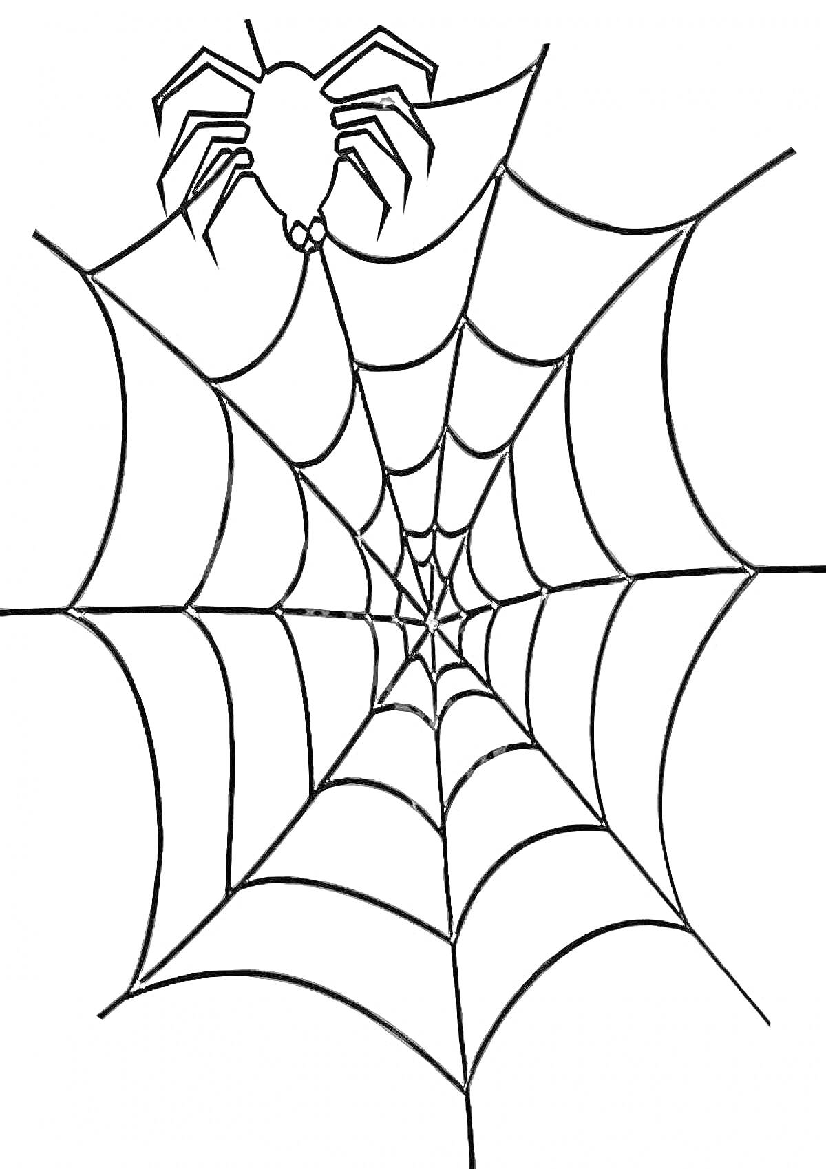 Раскраска Паутина с пауком