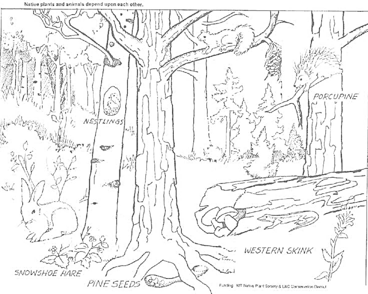 Раскраска Звери в лесу - гнездо с птенцами, дикобраз, заяц-беляк, семена сосны, сцинк западный