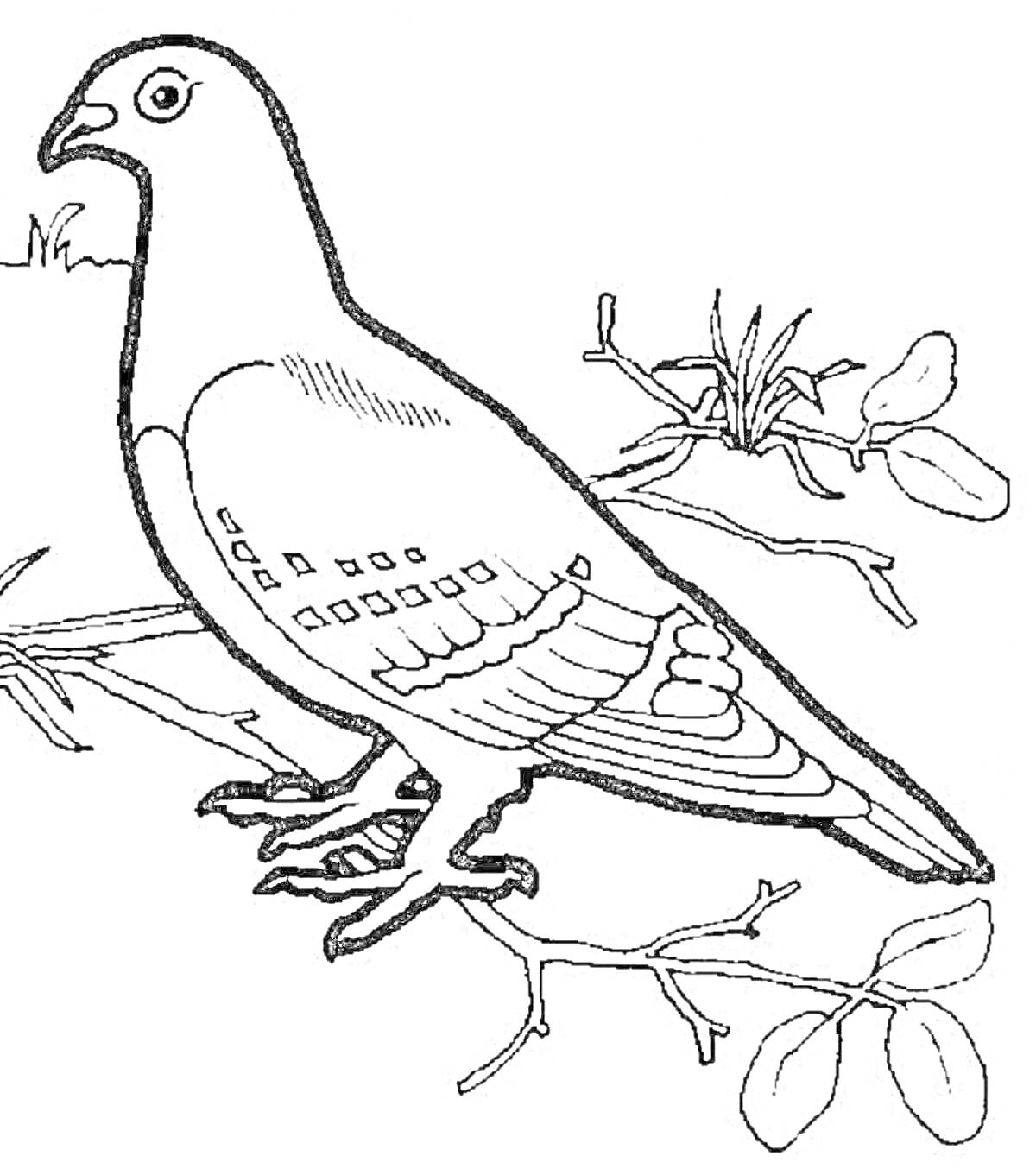 На раскраске изображено: Зимующие птицы, Ветка, Листья, Трава, Для детей, Для малышей, Голуби
