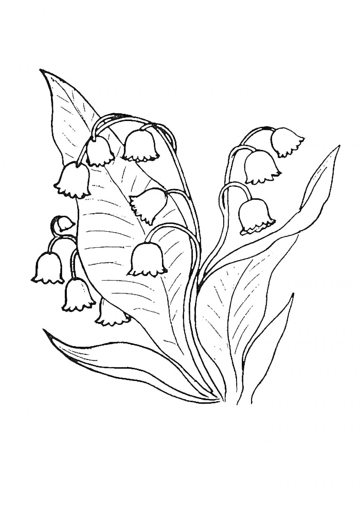 Раскраска Ландыш с листьями и цветами
