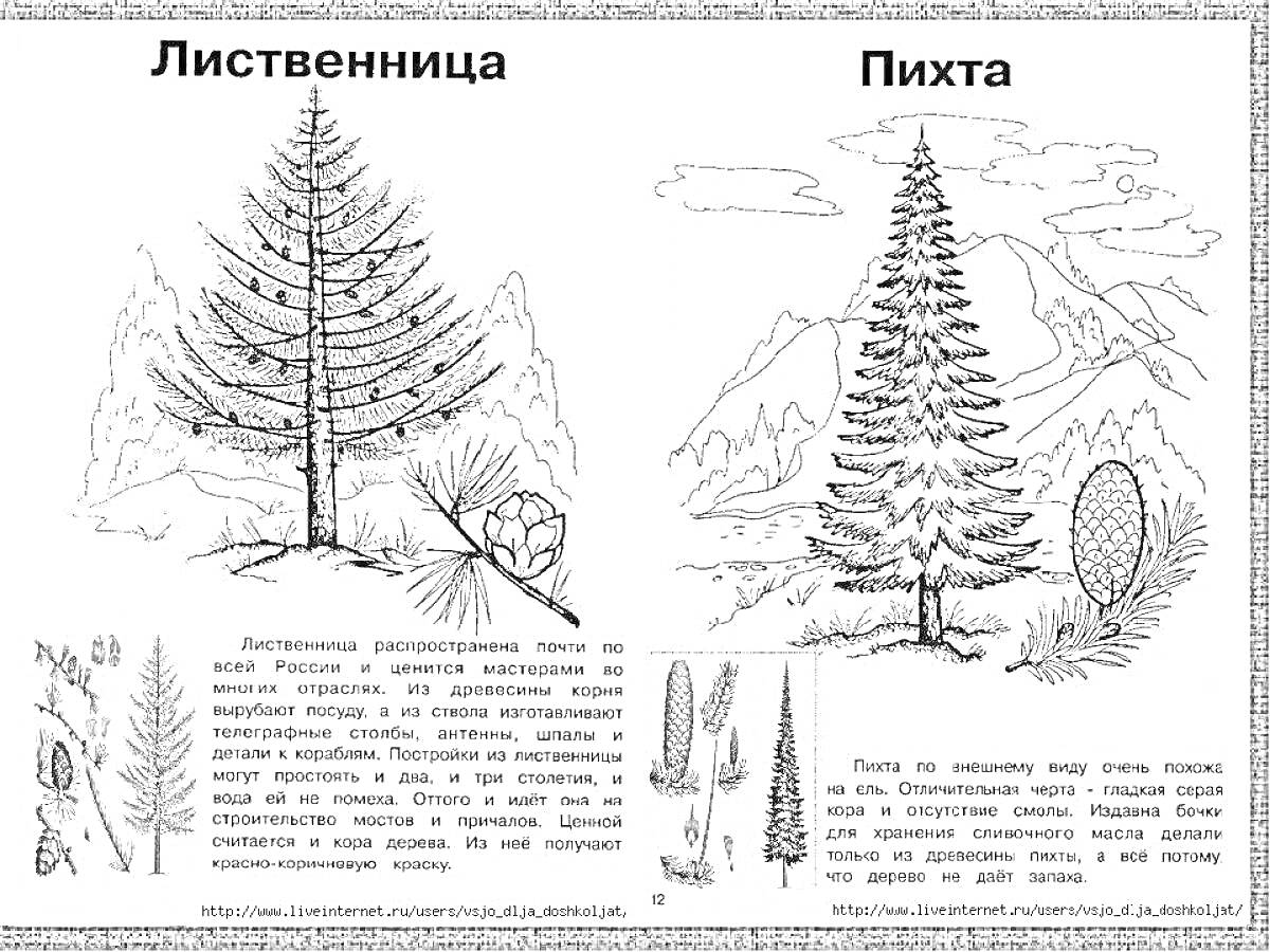 Раскраска Лиственница и Пихта с описанием и элементами (деревья, хвоя, шишка, иголки)