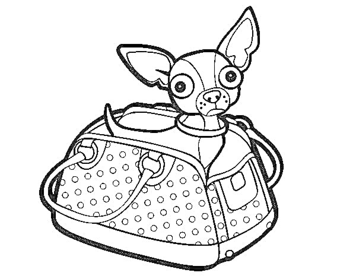 Чихуахуа в сумке с точечным узором