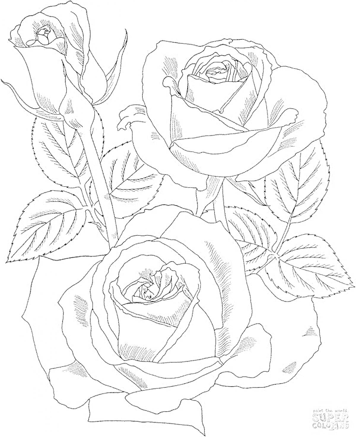 Раскраска Раскраска с тремя розами и бутонами роз, листьями и стеблями