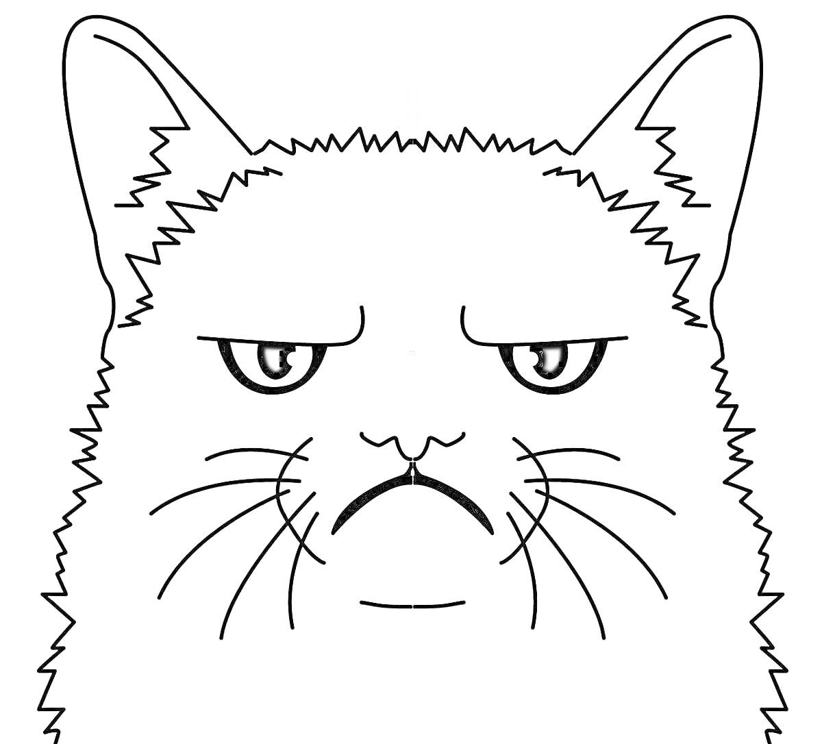 Раскраска Кошка с хмурым выражением лица