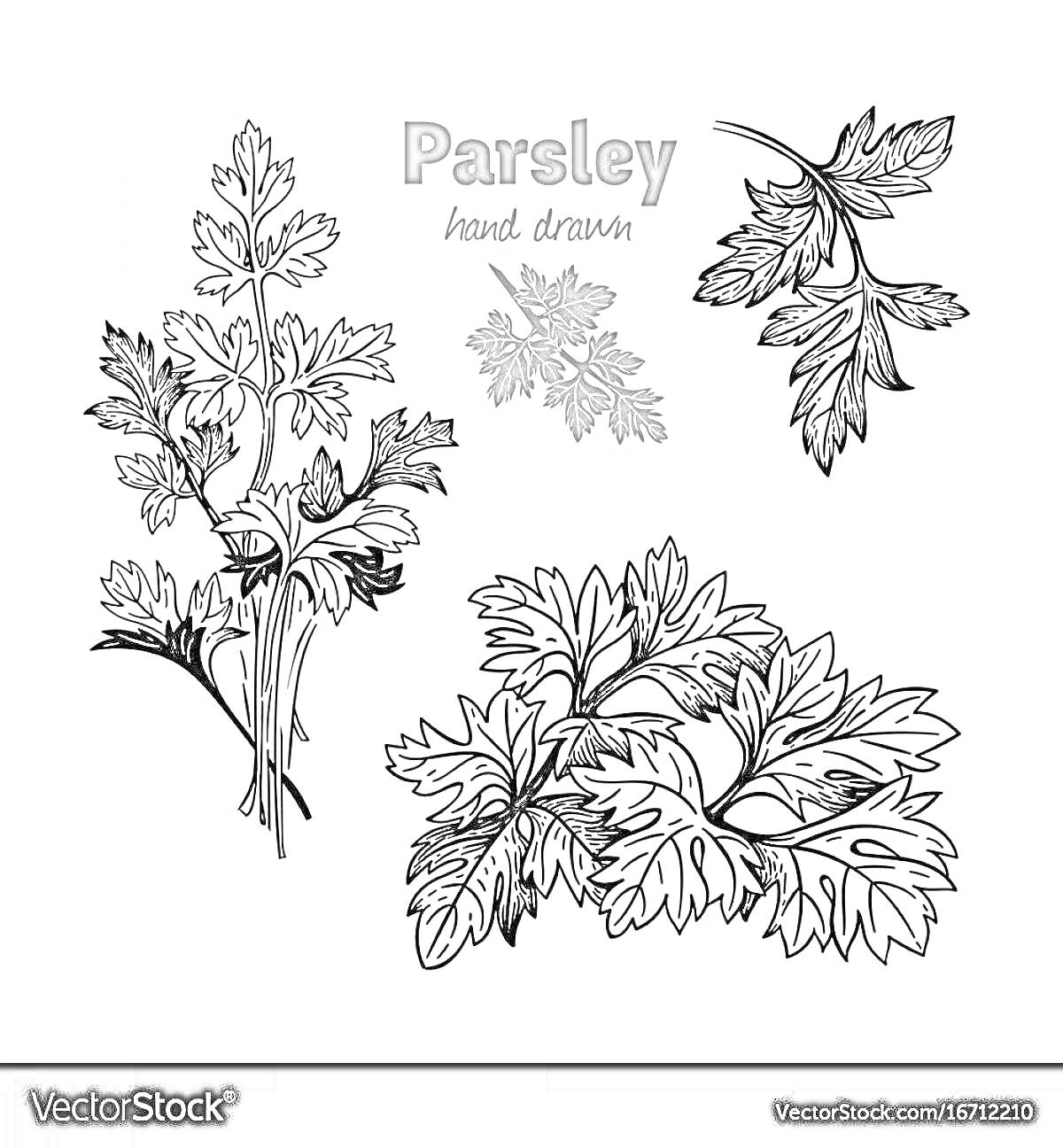 На раскраске изображено: Петрушка, Ботаника, Иллюстрация, Листва, Садоводство
