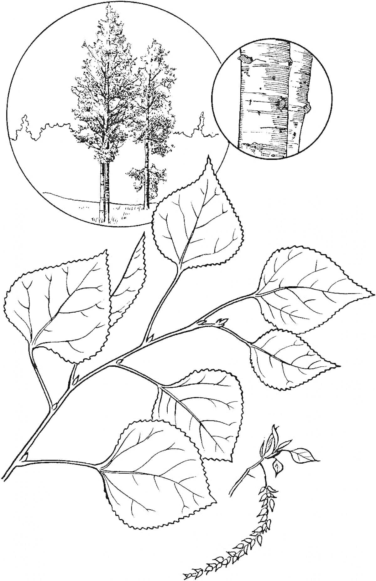 Раскраска Тополь с веткой, листьями, почками и сережками, а также со стволом и видом деревьев на заднем плане