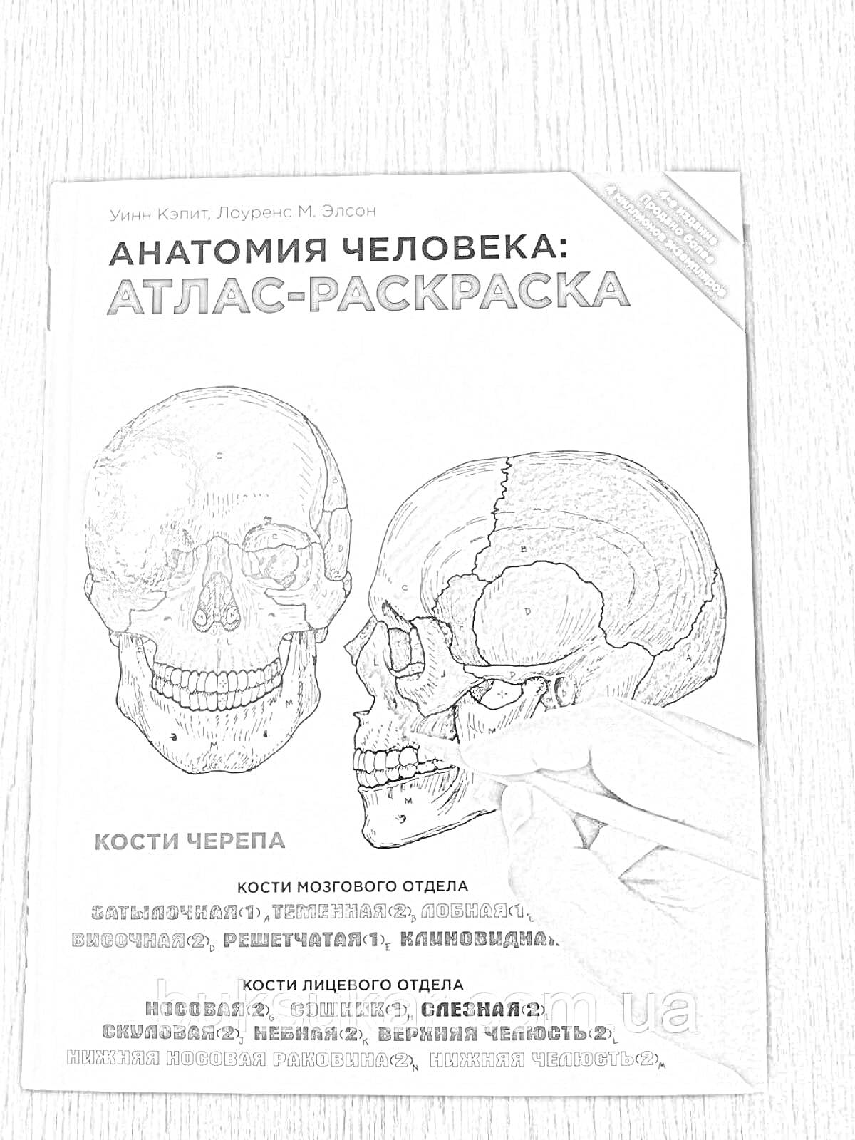 Раскраска Анатомия человека: атлас-раскраска - кости черепа