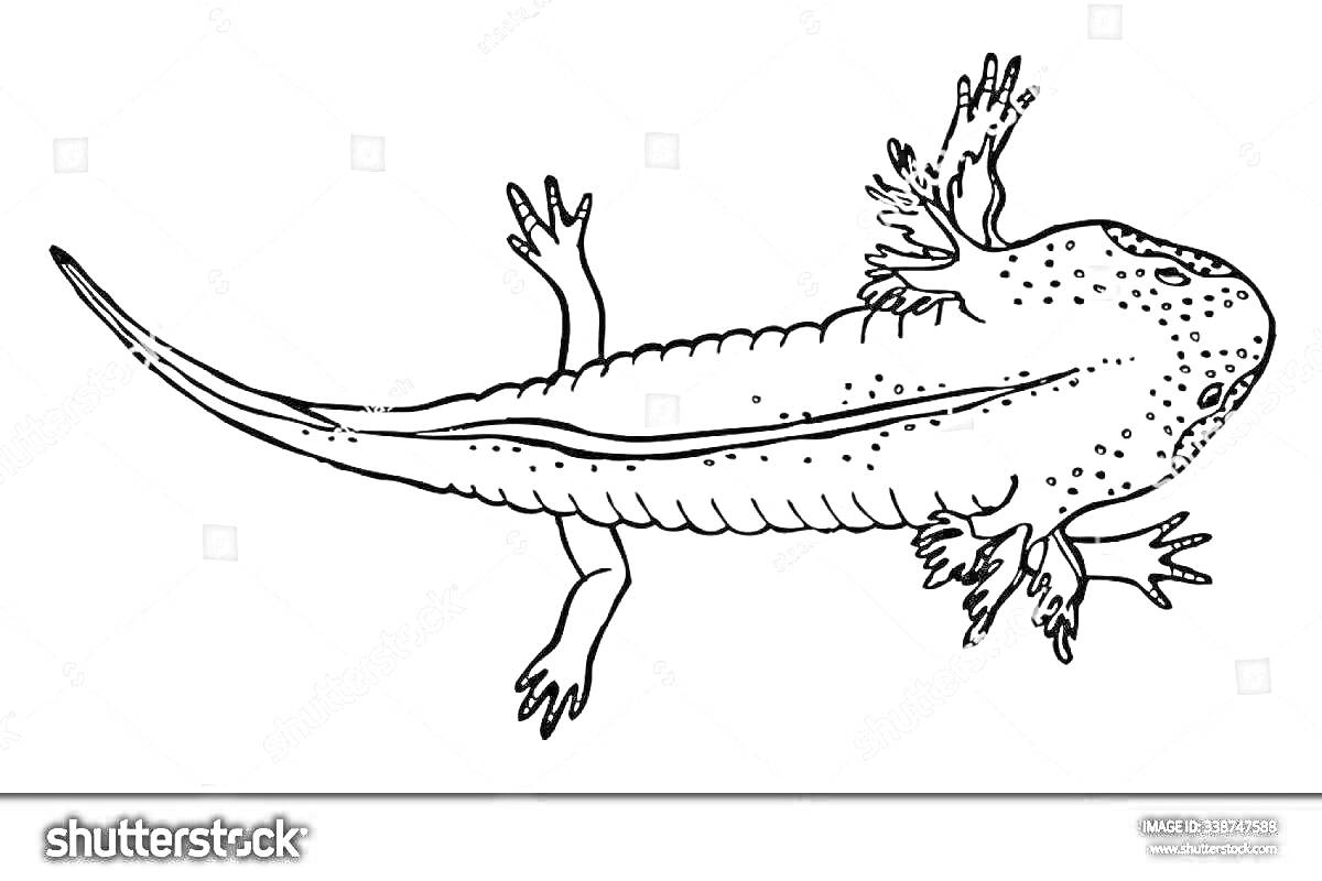 Раскраска Аксолотль с длинным хвостом и лапками