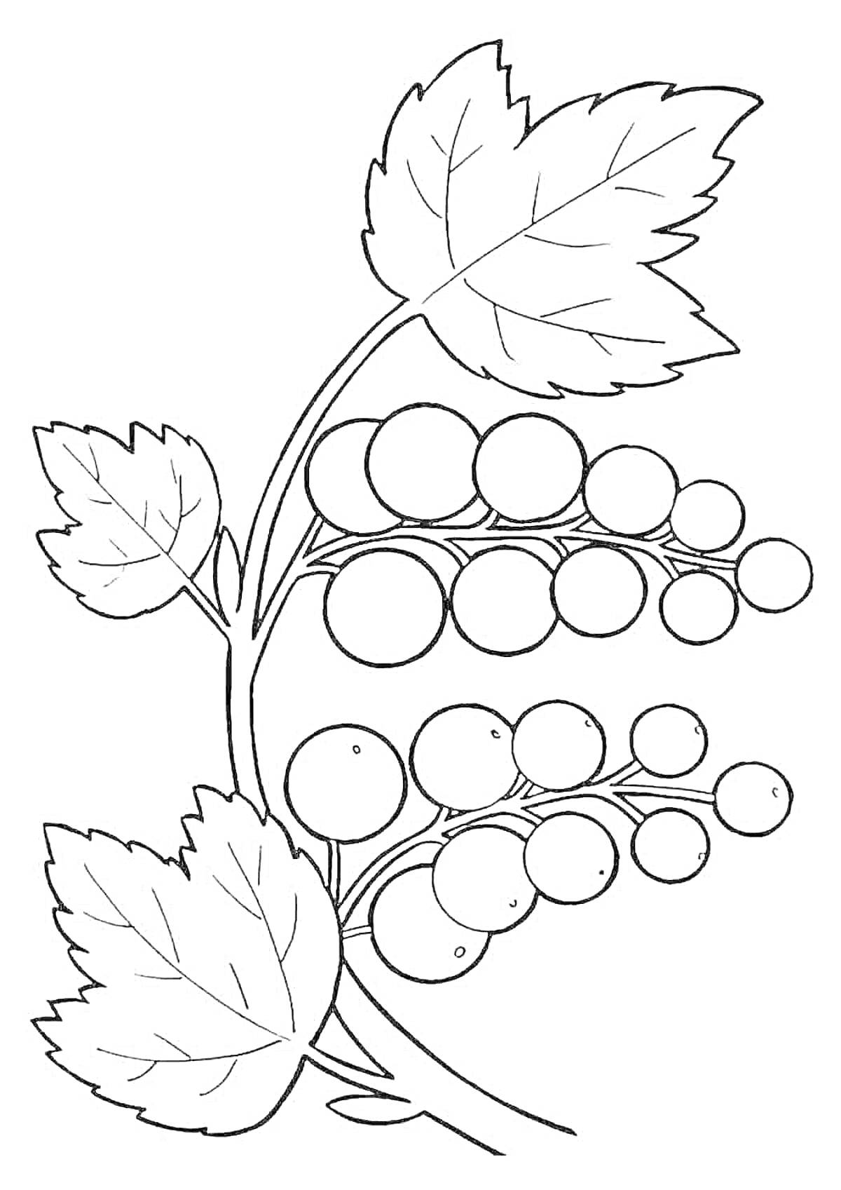 На раскраске изображено: Смородина, Ягоды, Листья, Ветка, Природа, Для детей, Растения