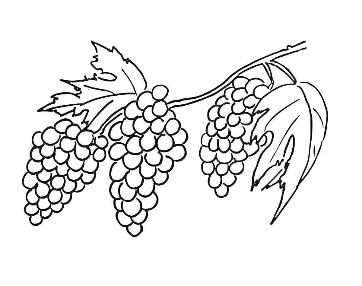 На раскраске изображено: Виноград, Гроздь, Ягоды, Природа, Плоды, Растения, Листья, Ветка