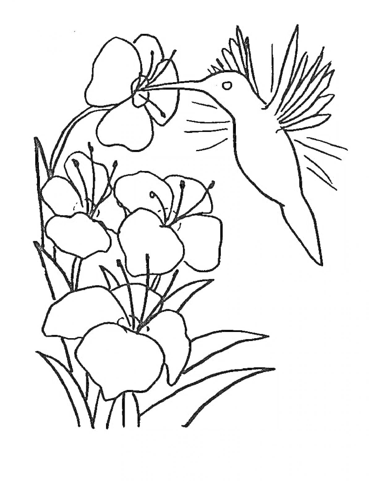 На раскраске изображено: Колибри, Цветы, Природа, Птица, Нектар, Творчество