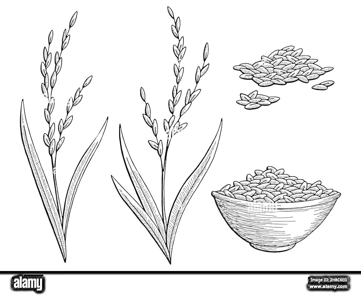 На раскраске изображено: Рис, Росток, Миска, Еда, Природа, Сельское хозяйство