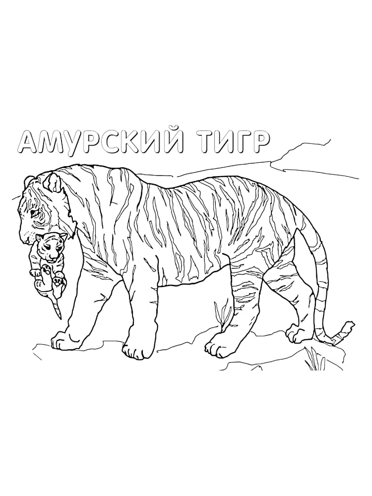 Амурский тигр, тигр с детёнышем в зубах, растительность, каменистая поверхность