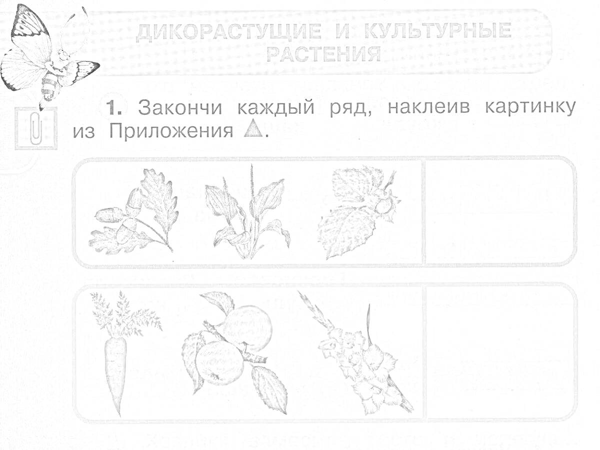 На раскраске изображено: Дикорастущие растения, Культурные растения, Дуб, Ландыш, Шиповник, Морковь, Яблоня, Смородина, Природа, Учебное пособие