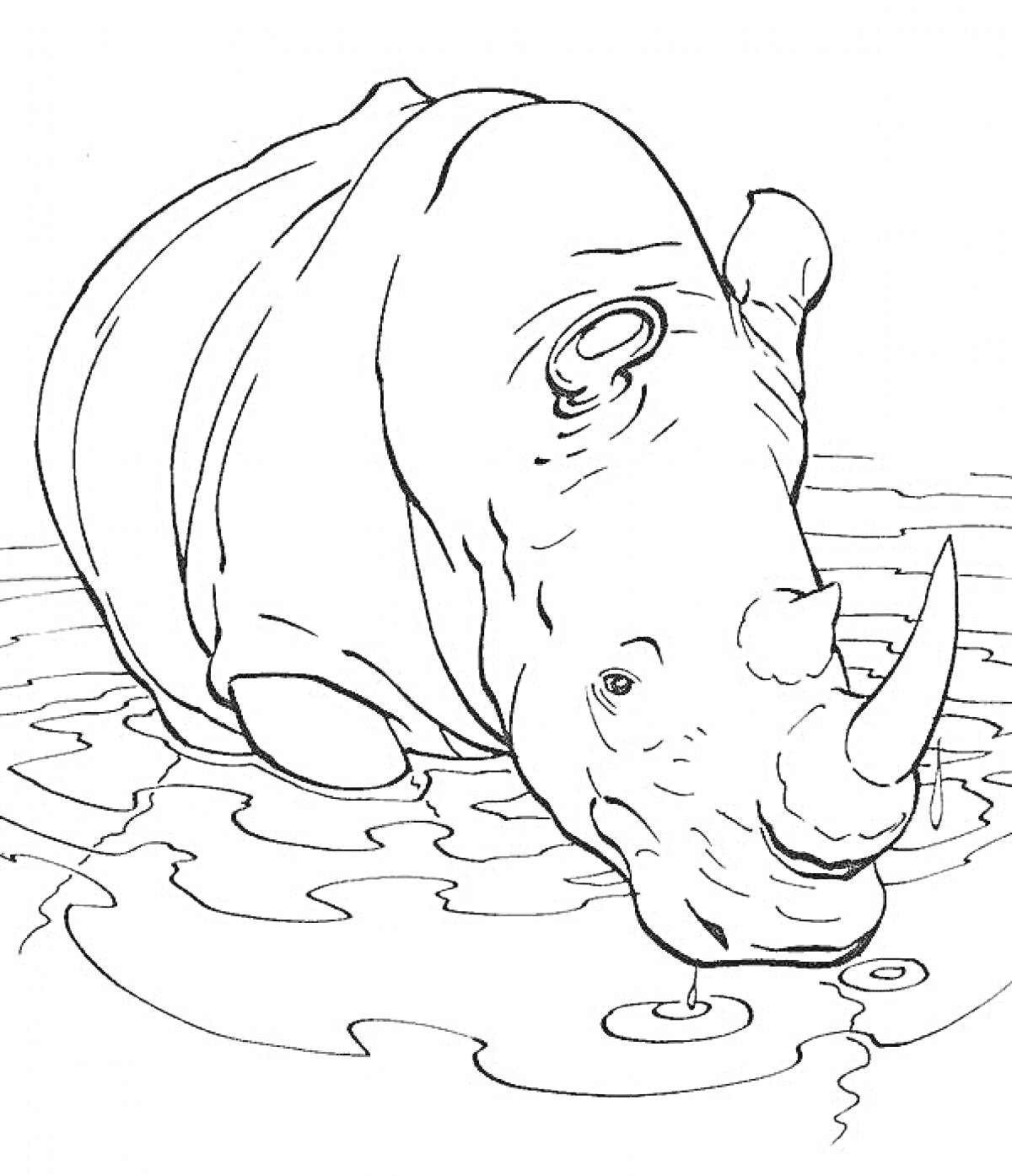 На раскраске изображено: Носорог, Озеро, Питьё, Вода, Животные, Дикая природа