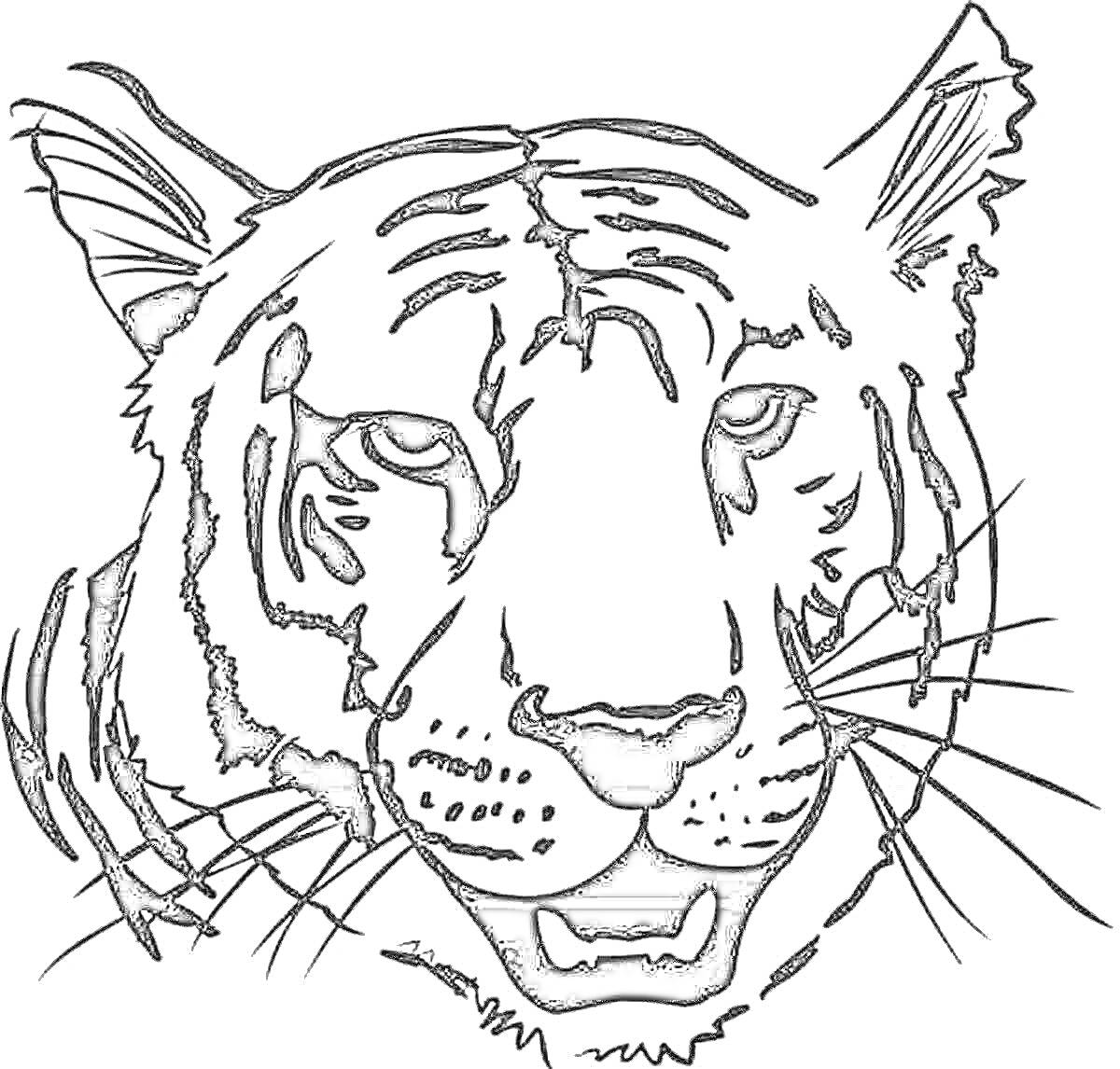 Раскраска Голова тигра с открытым ртом, вид спереди, черно-белая раскраска