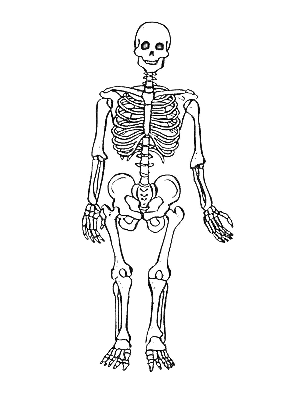 На раскраске изображено: Скелет, Человек, Череп, Рёбра, Позвоночник, Таз, Кости, Анатомия