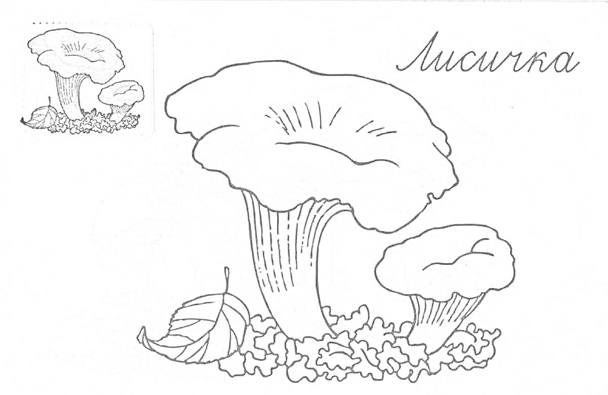 Раскраска лисичка, два гриба лисички и опавший лист на лесной подстилке