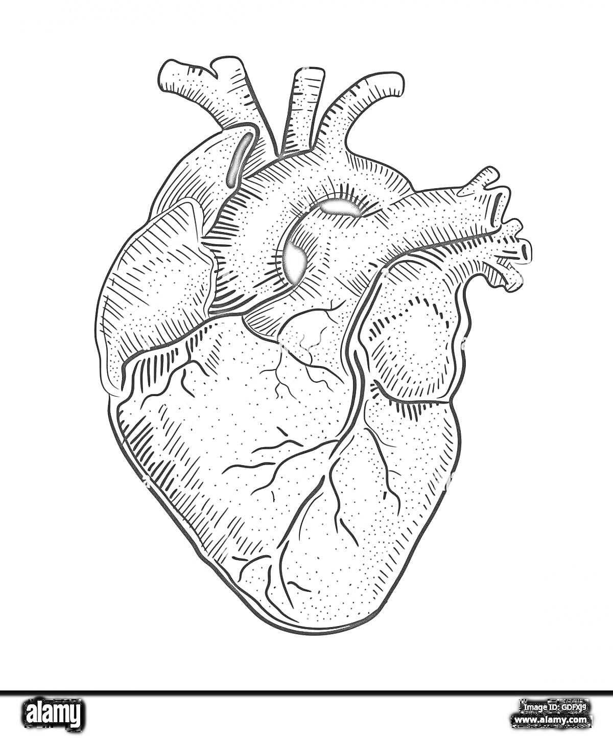 Раскраска анатомическое изображение человеческого сердца с обозначением сосудов и камер