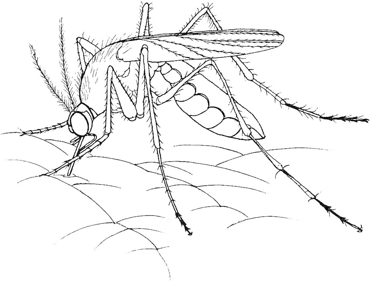 На раскраске изображено: Комар, Насекомое, Крылья, Антенны